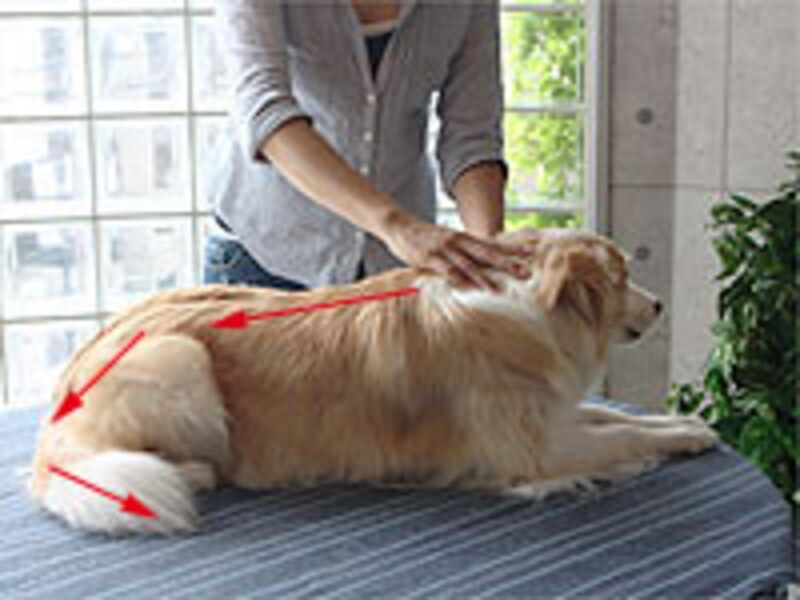 最後もう一度、頭部から尻尾の先へ