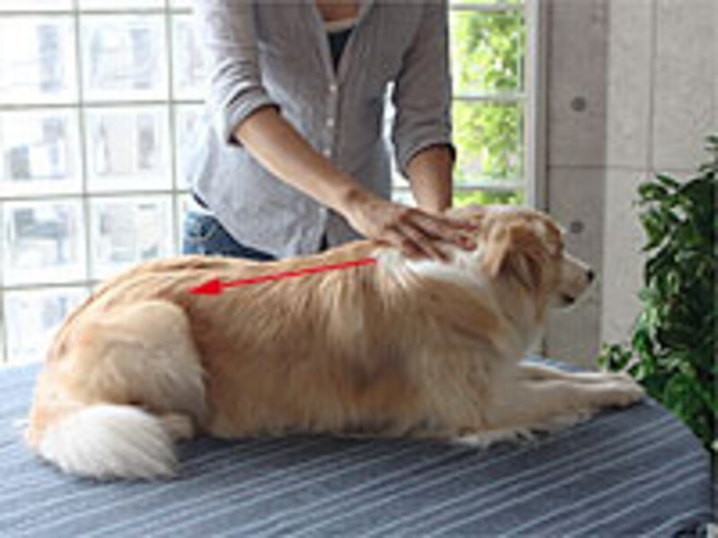 頭部から腰へ向かって