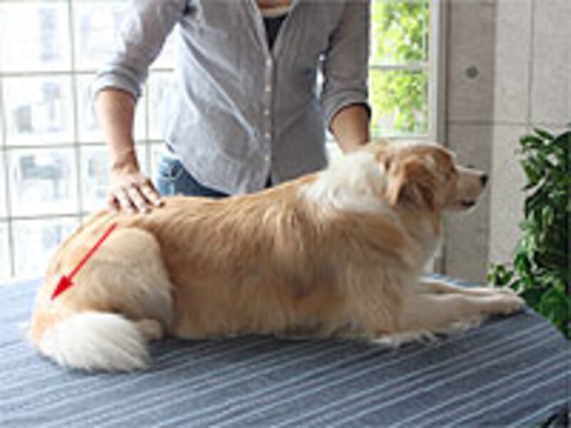 腰から尻尾の先へ