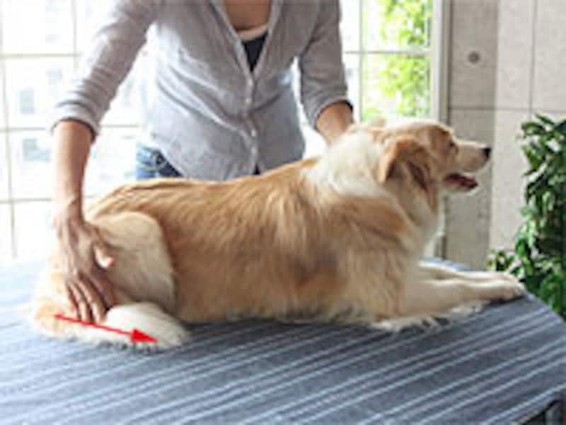 尻尾の先端まで