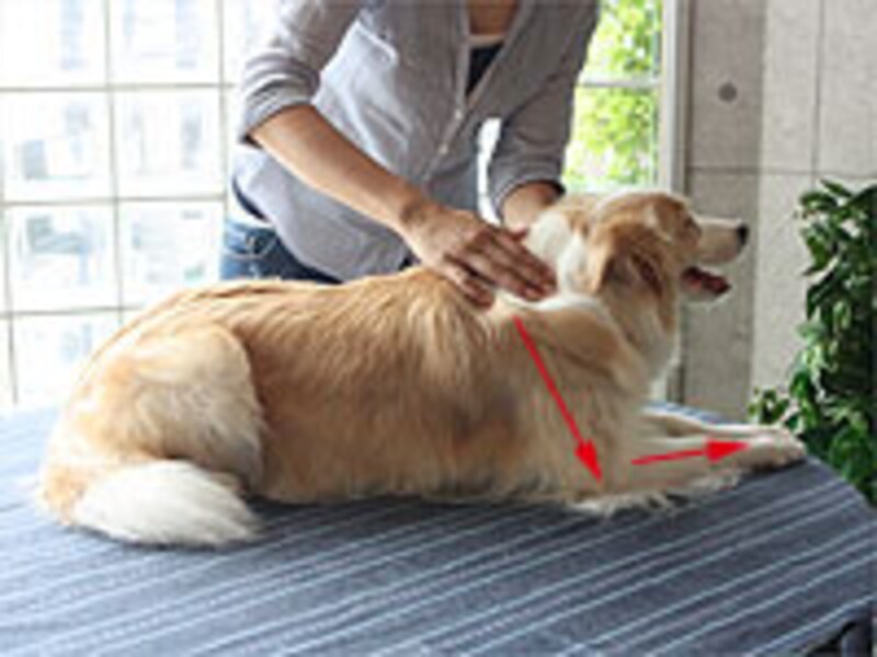 肩から前肢の先へ