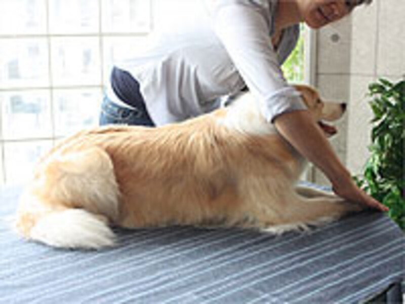 前肢の先端まで意識をもって