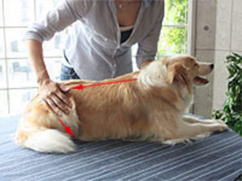 肩から腰、そして後肢の先へ