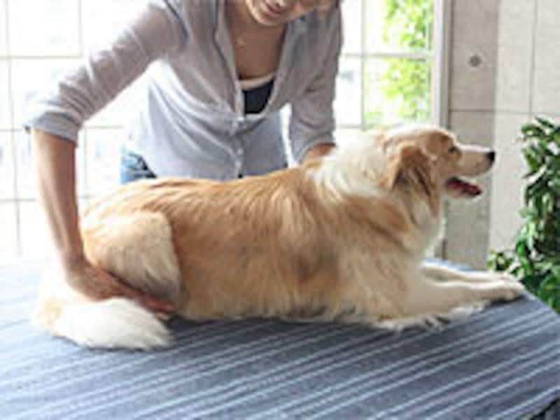 後肢の先端まで