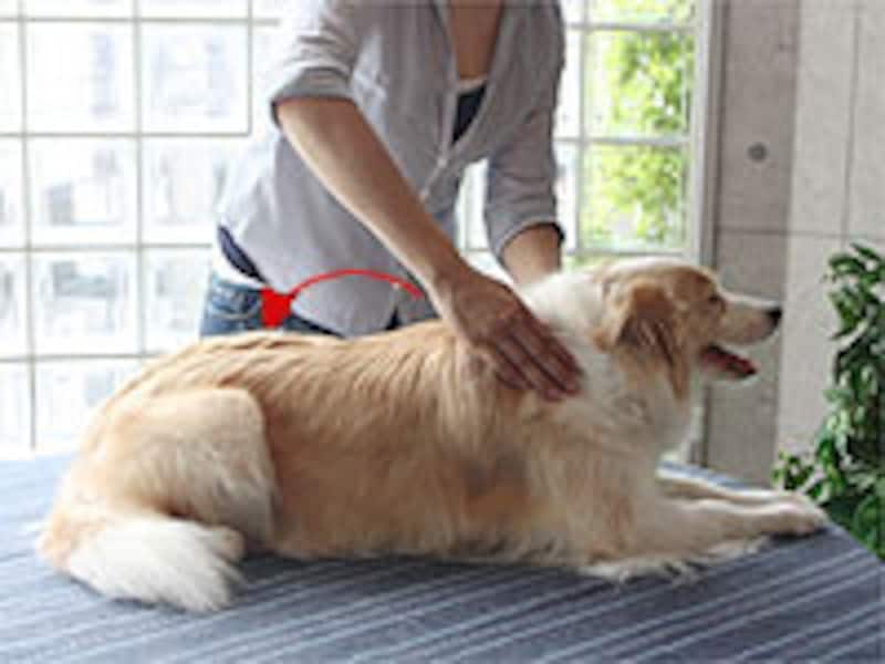 背中から反対側の後肢へ