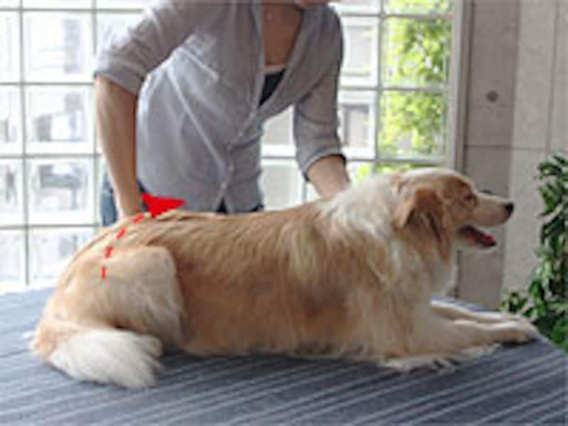 左後肢から背中へ