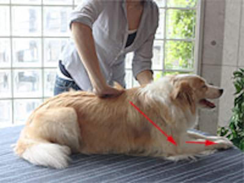 手を返して、右前肢先端に戻る