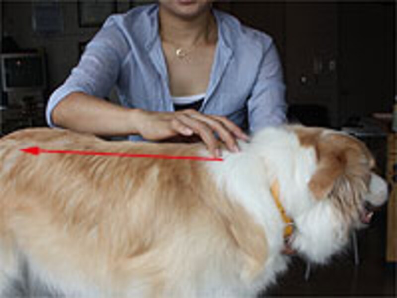 レインドロップを背中のラインに沿って