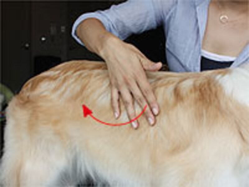 背骨や筋肉のついていない場所は避ける