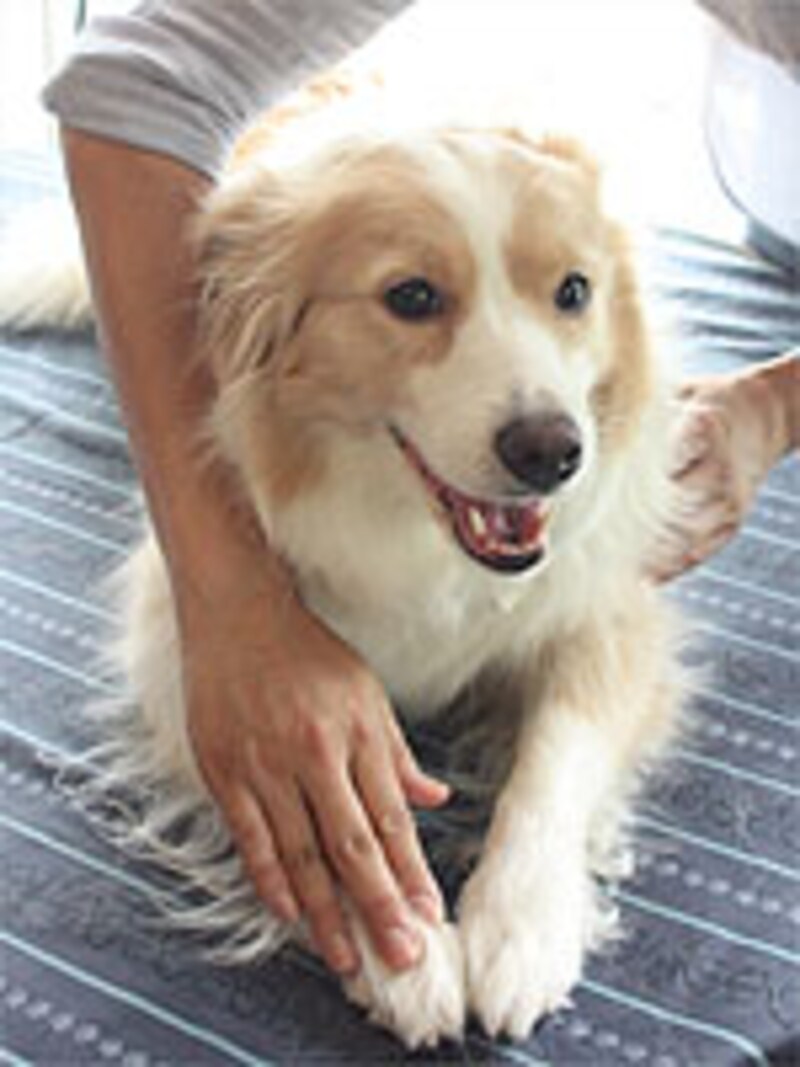 山田さんの愛犬Cha-Chaちゃん、ボーダー・コリー、6歳、♀）