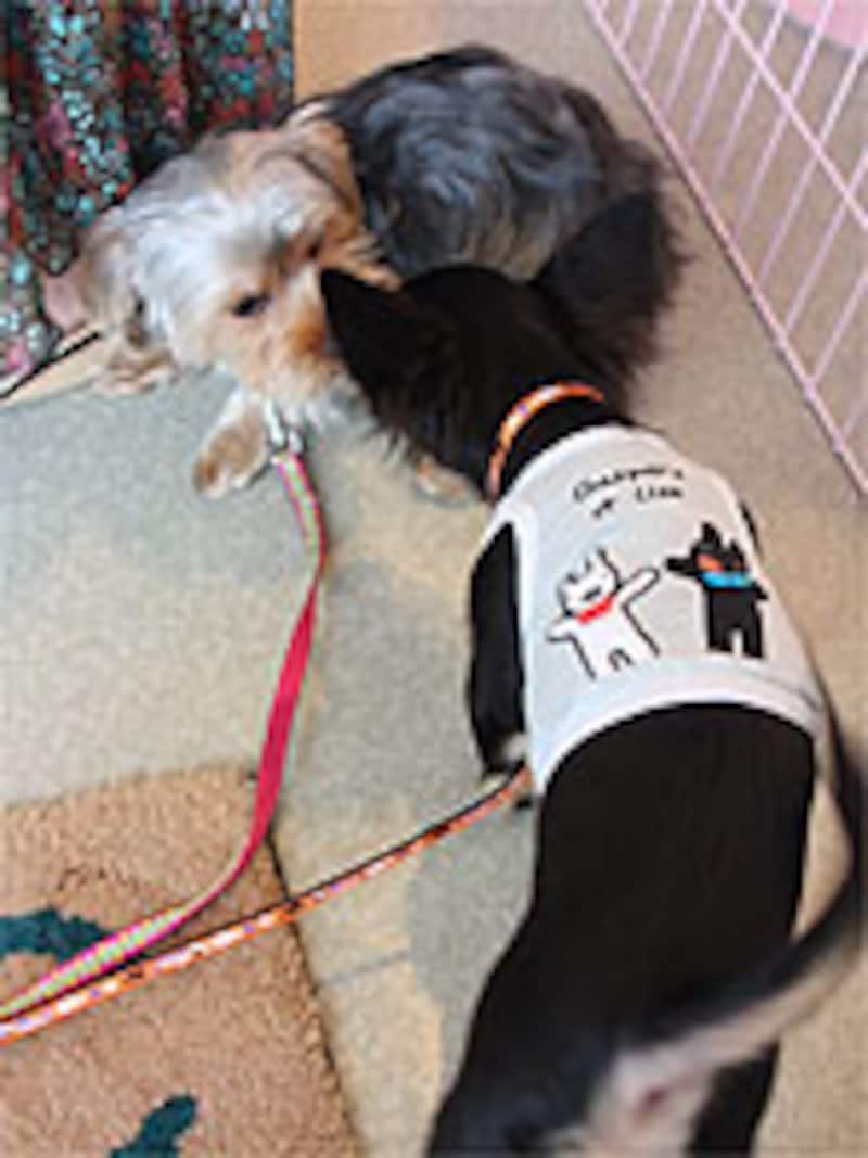 「やぁ、こんにちは」