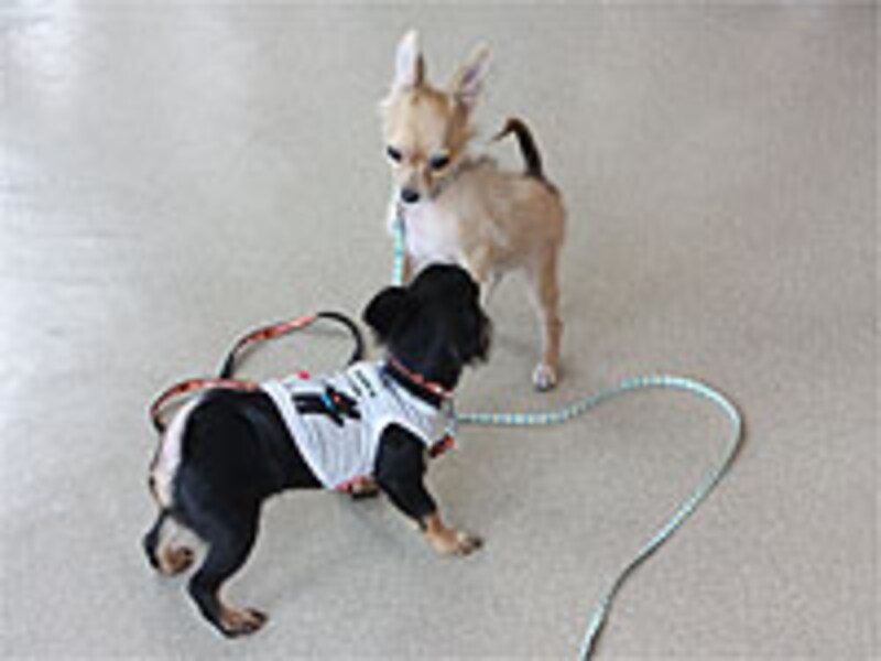 子犬同士のセッション