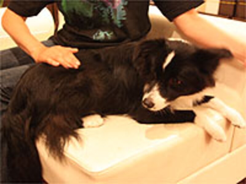 気持ちのままに手を動かし、自分の呼吸を犬の呼吸に合わせる