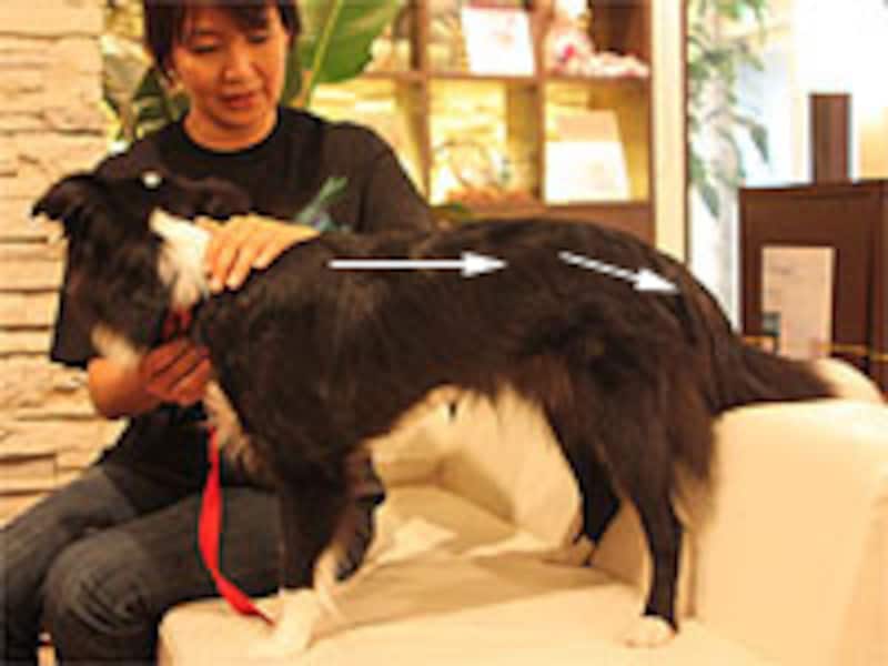 手の平全体で、頭の後ろから腰のほうへ向けて