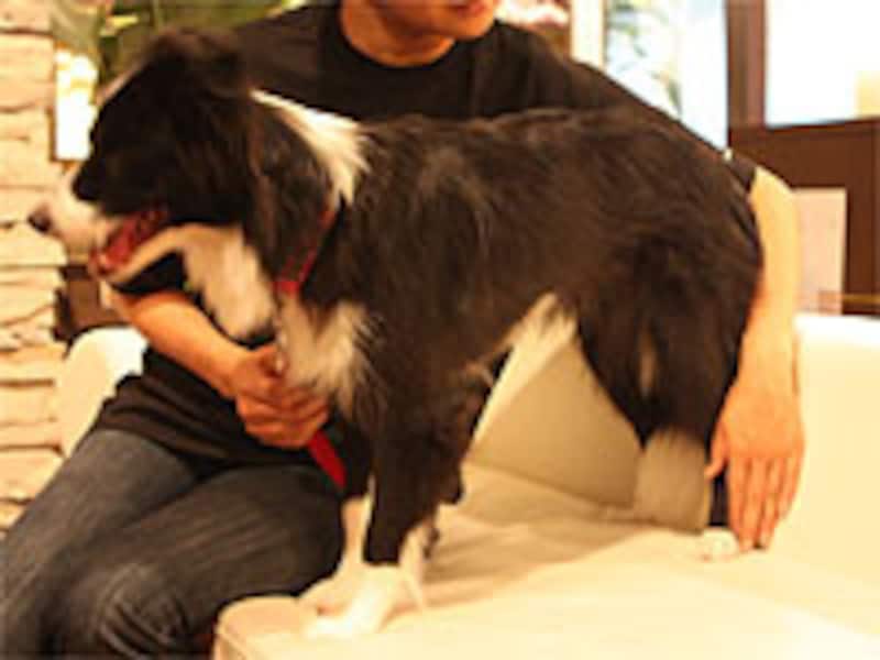 後肢の先までタッチ