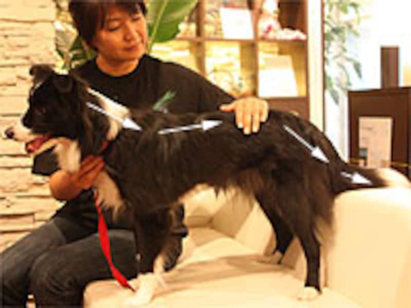 最後にもう一度背筋に沿って