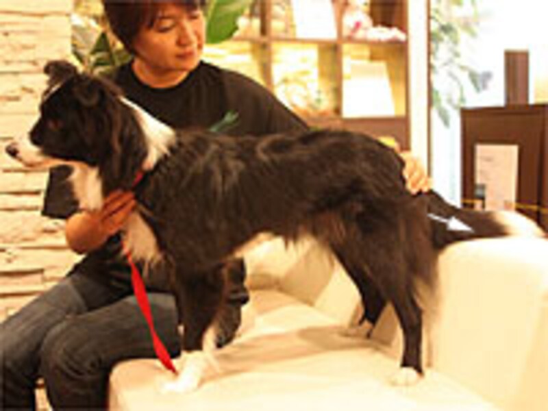 腰から臀部を経て、尻尾の先へ