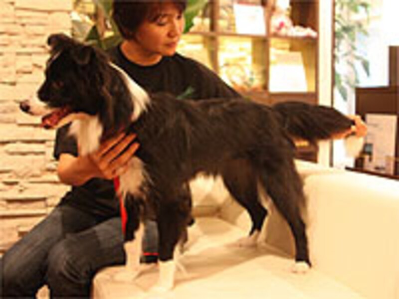 尻尾の先までタッチ