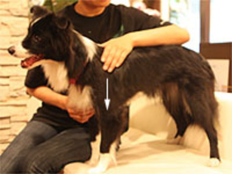 肩から前肢の先へ