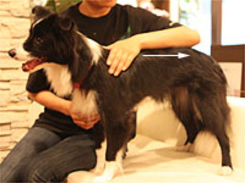 肩から後肢へ向かって