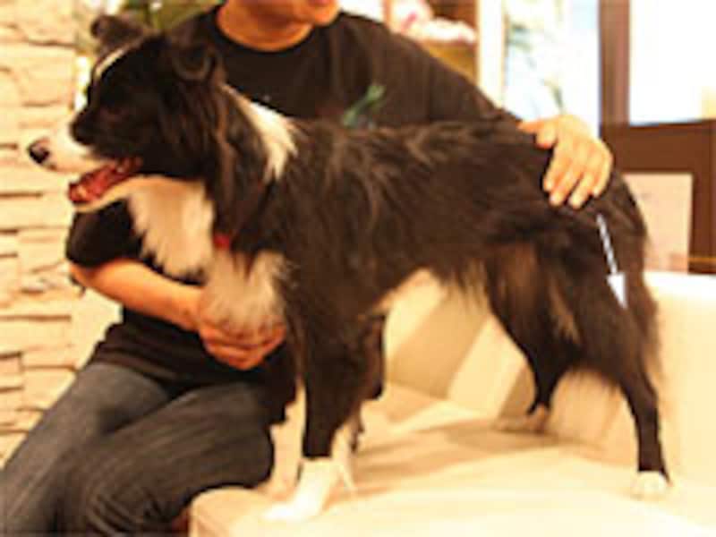 腰から後肢の先へ