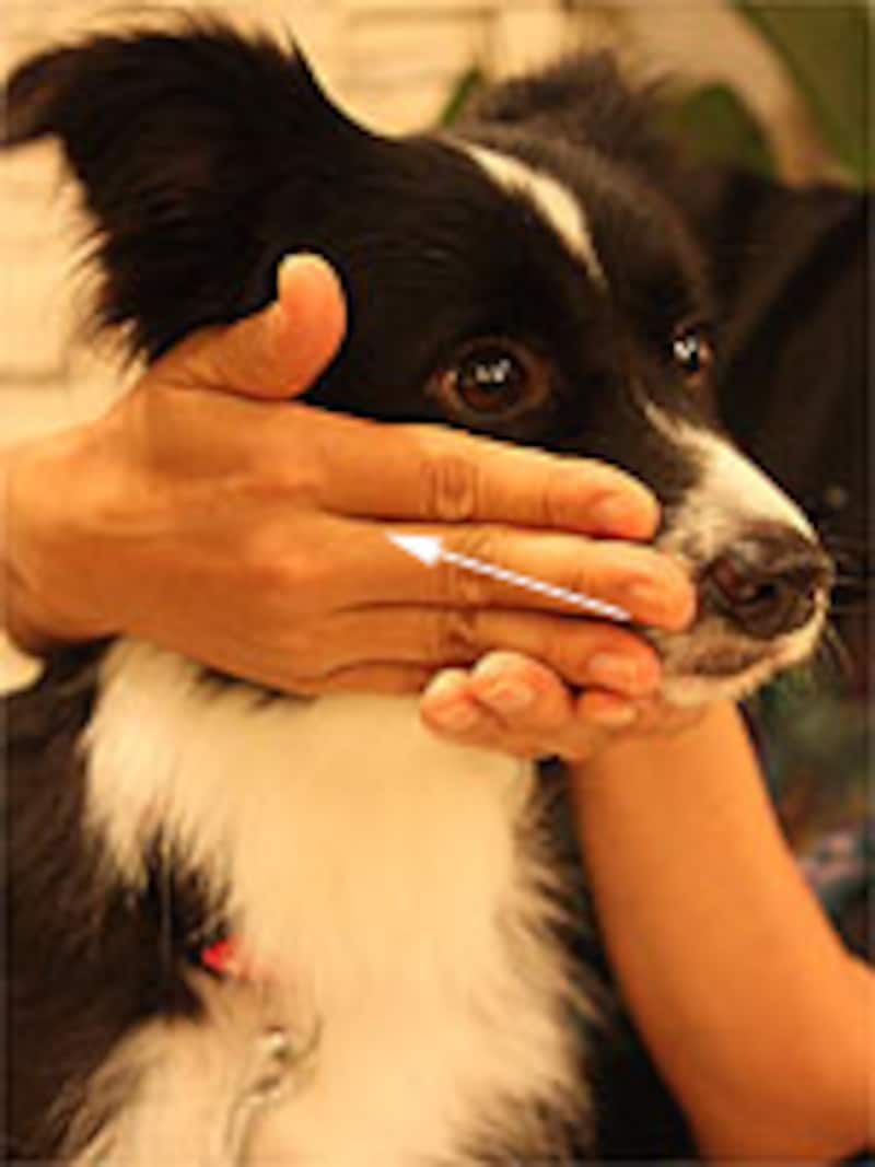 鼻先から耳のほうへ向かってストローク