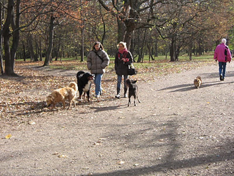 公共ドッグゾーンで愛犬と散歩を楽しむ人達