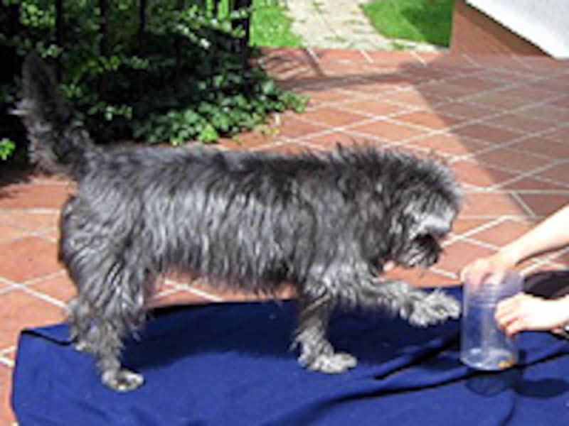 Eggiさんの愛犬Dixieちゃん