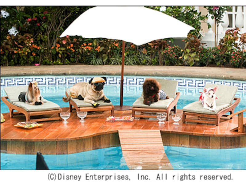 クロエの友達らもセレブ犬ばかり。