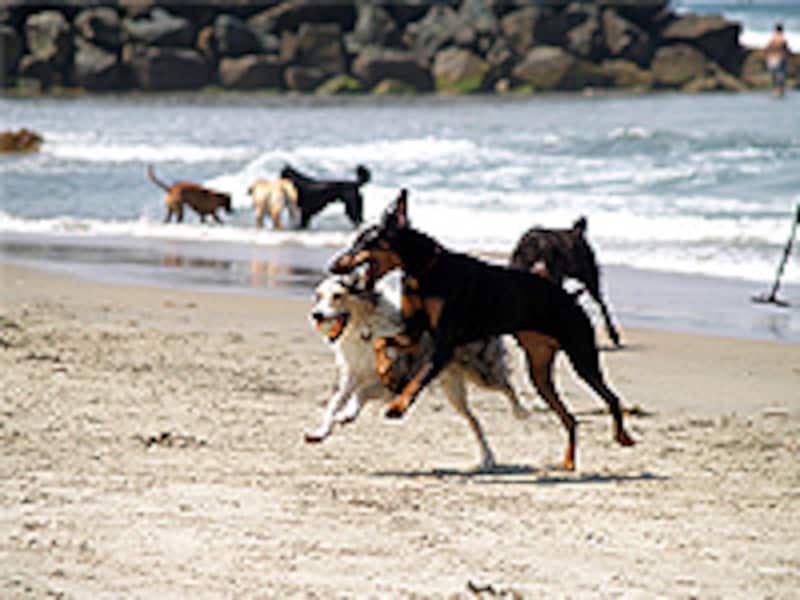 サンディエゴの犬達