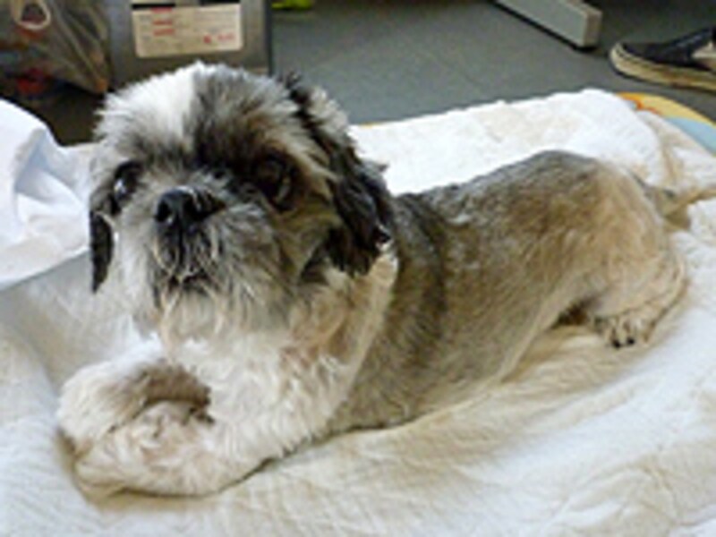 19歳のシー・ズー