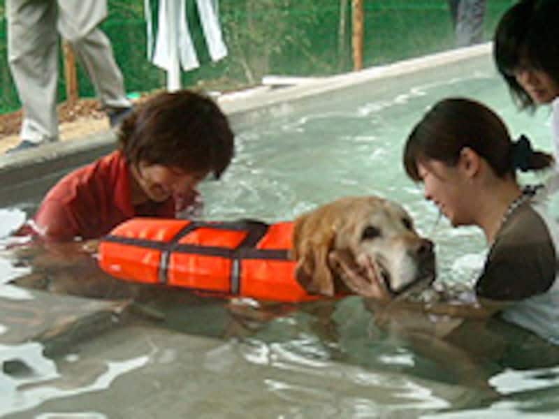 馬尾症候群を患ったラブラドール・レトリーバー