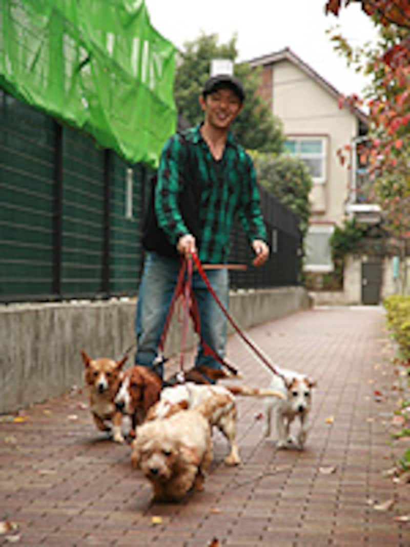 お客さんである犬達とお散歩