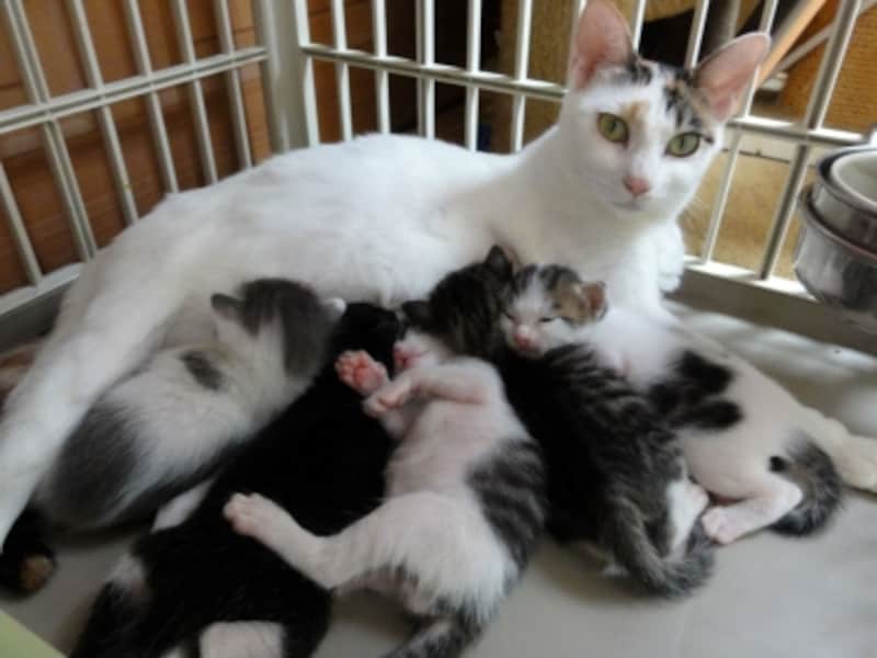 お母さん猫と生後3週齢の赤ちゃん猫