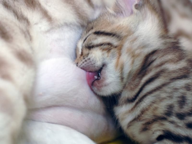 お乳を吸う赤ちゃん猫