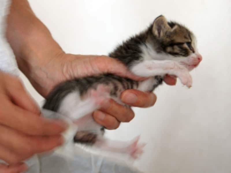 赤ちゃん猫を保護したら２ 排泄 トイレ編 Capin キャピン 公式活動報告