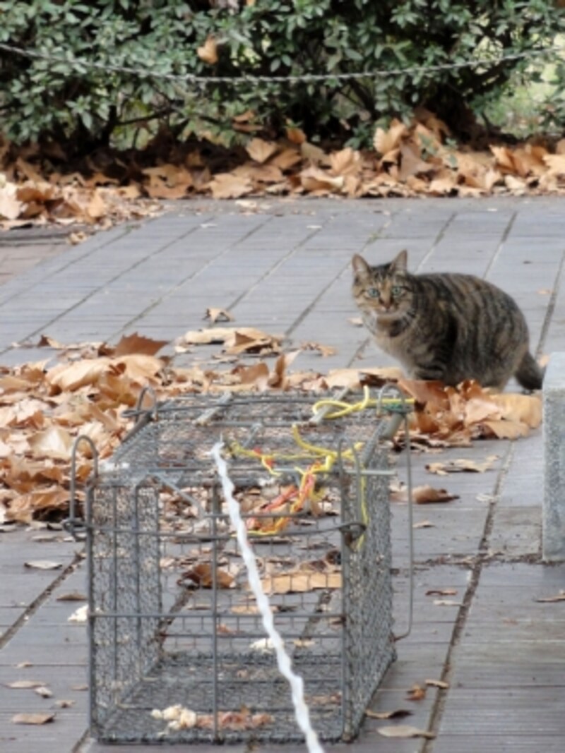 捕まらない猫は捕獲器で
