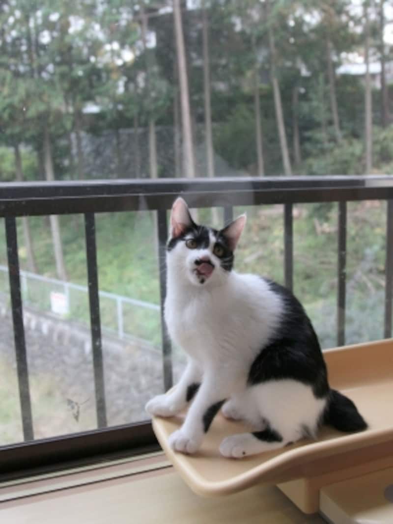 外は危険がいっぱいだよ!