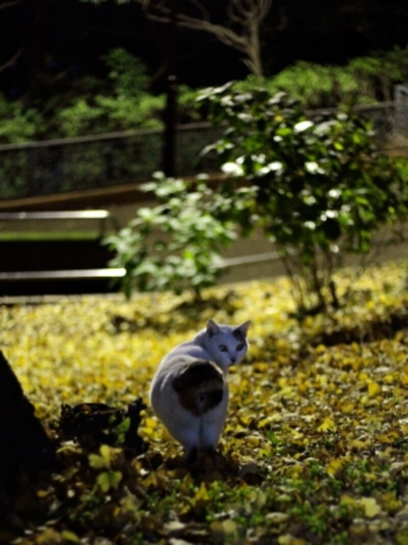 猫は基本的に夜行性