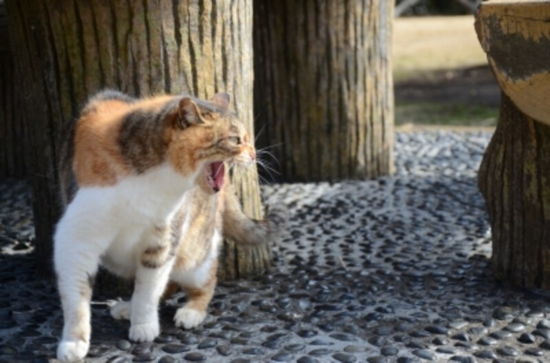 猫がいる可能性が高い場所は?