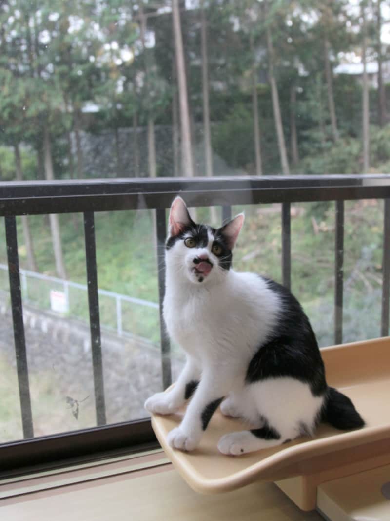 猫が迷子になった場合の届け先は？