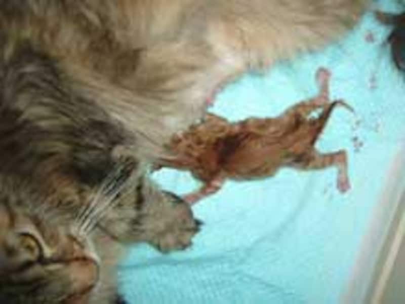 ある兄弟子猫の成長アルバムVol.1 子猫の出産→誕生まで [猫] All About