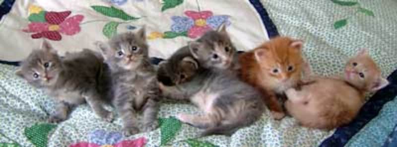 ある兄弟子猫の成長アルバムvol 3 子猫が生まれて４週目まで 猫 All About