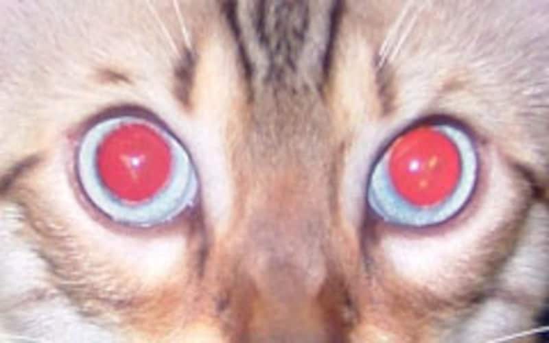猫の赤い目