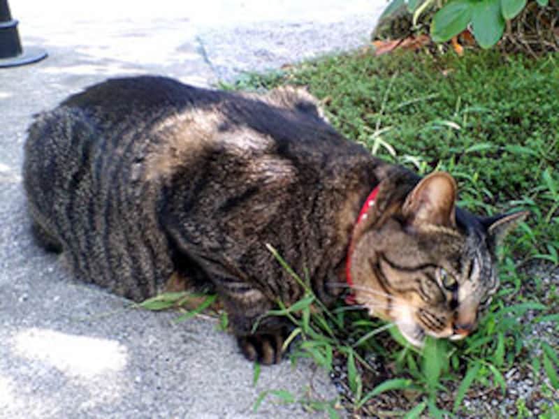 ここの草は安全???!