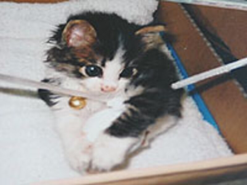 掌サイズのリョウくん