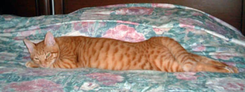 ボクスターくん