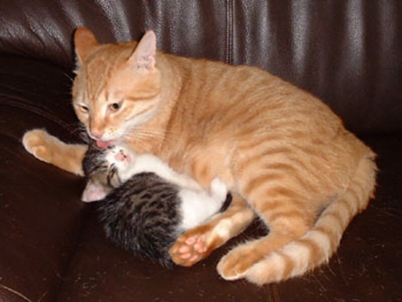 タルガくんは、ミリーちゃんの優しいパパ(代わり)