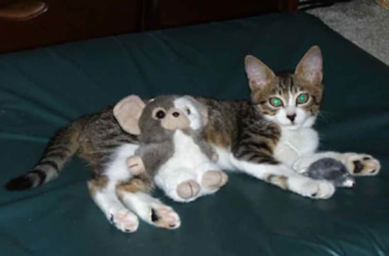 レミーくんを失った後出会った、レミー（２）くん