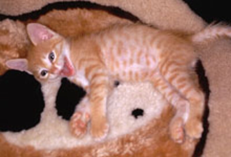 まん丸お目々で必殺光線!タルガくん